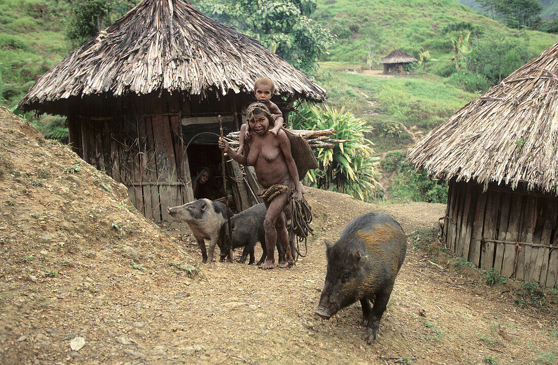 Yalis woman coming back from field-work with her pigs and carrying her child, Uldam village, Western Papuasia, Former Irian-Jaya, Indonesia