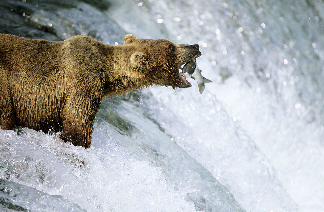 Grizzly bear catching salmon (Ursus arctos horribilis). Katmai National Park. Alaska. USA