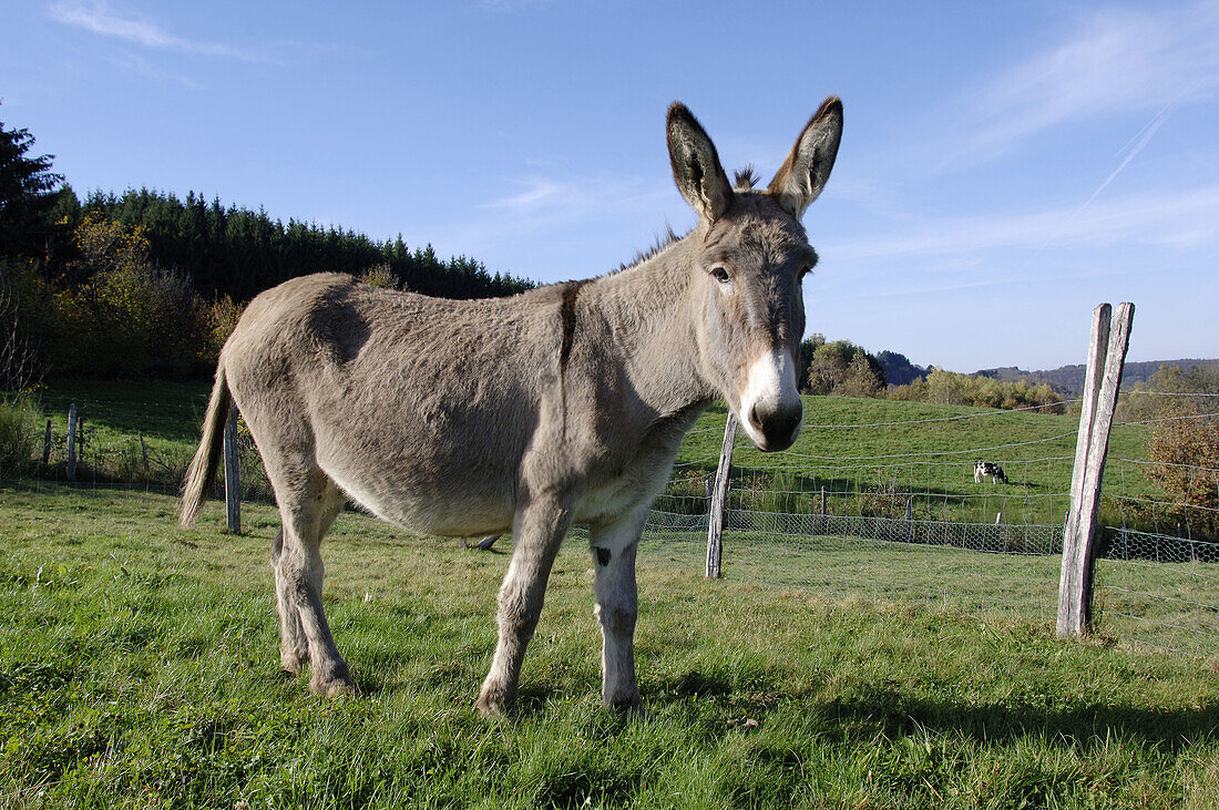 Female domestic donkey, (Cotentin breed). France