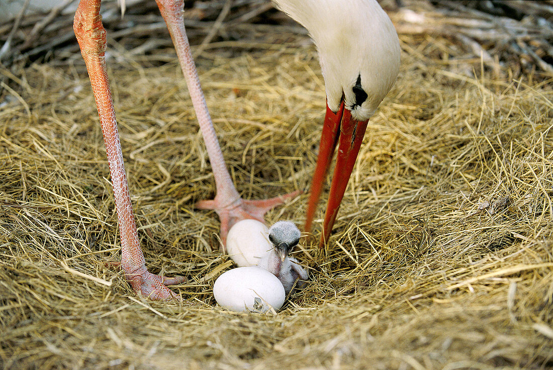 Newly hatched white stork chick (Ciconia ciconia) and other chick beginning to hatch from egg. Alsace, France
