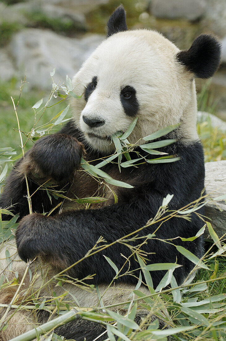 Giant panda male eating bambo (Ailuropoda melanoleuca) captive