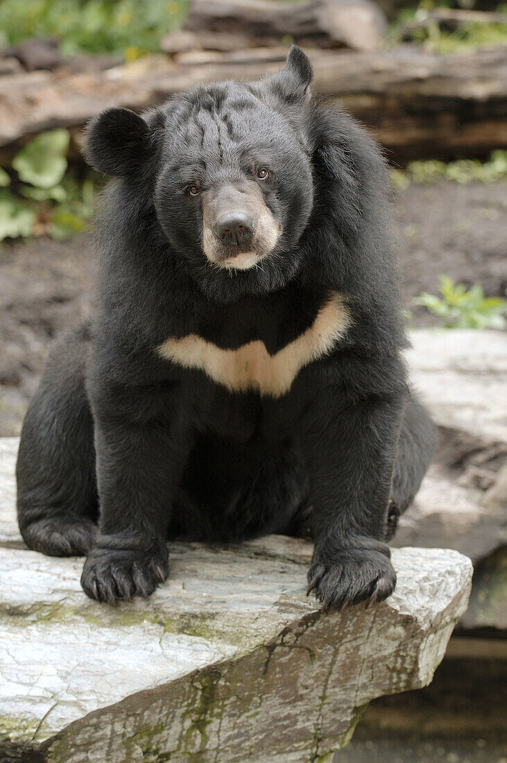 Asiatic black bear (Selenarctos thibetanus) captive