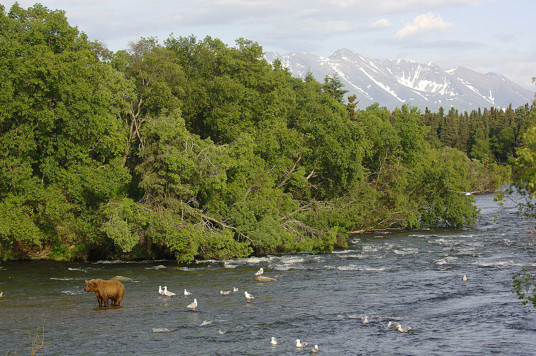 Grizzly bear in Brooks river (Ursus arctos horribilis). Katmai National Park. Alaska. USA