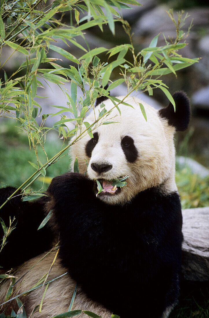 Giant panda eating bambo (Ailuropoda melanoleuca) captive