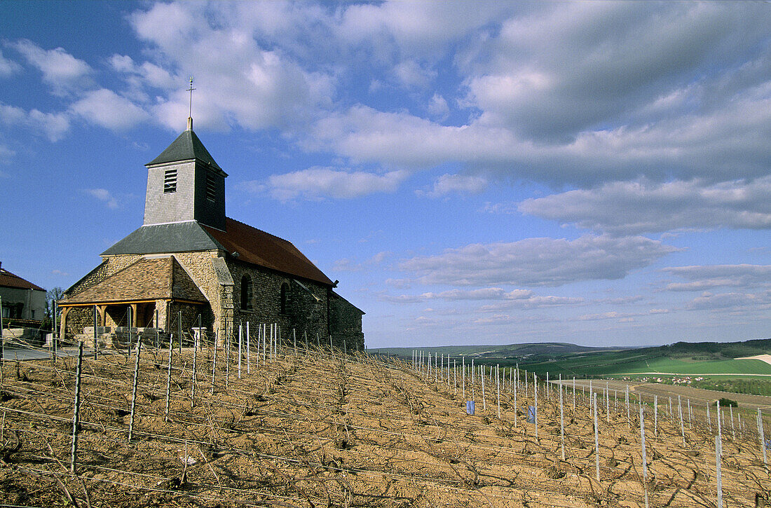 Vineyard and Church, Mutigny village, Champagne district, France
