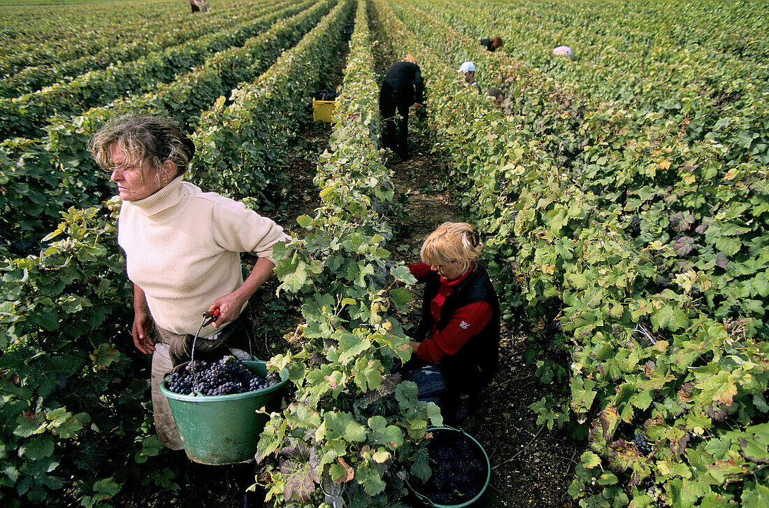 Pinot noir, vine-harvest at fall in vineyards, Champagne district, France