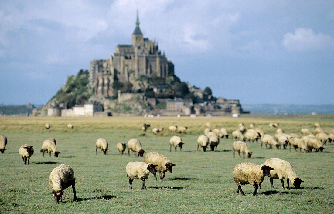 Sheeps grazing in salt-meadow. Mont St Michel, Manche, Normandy, France