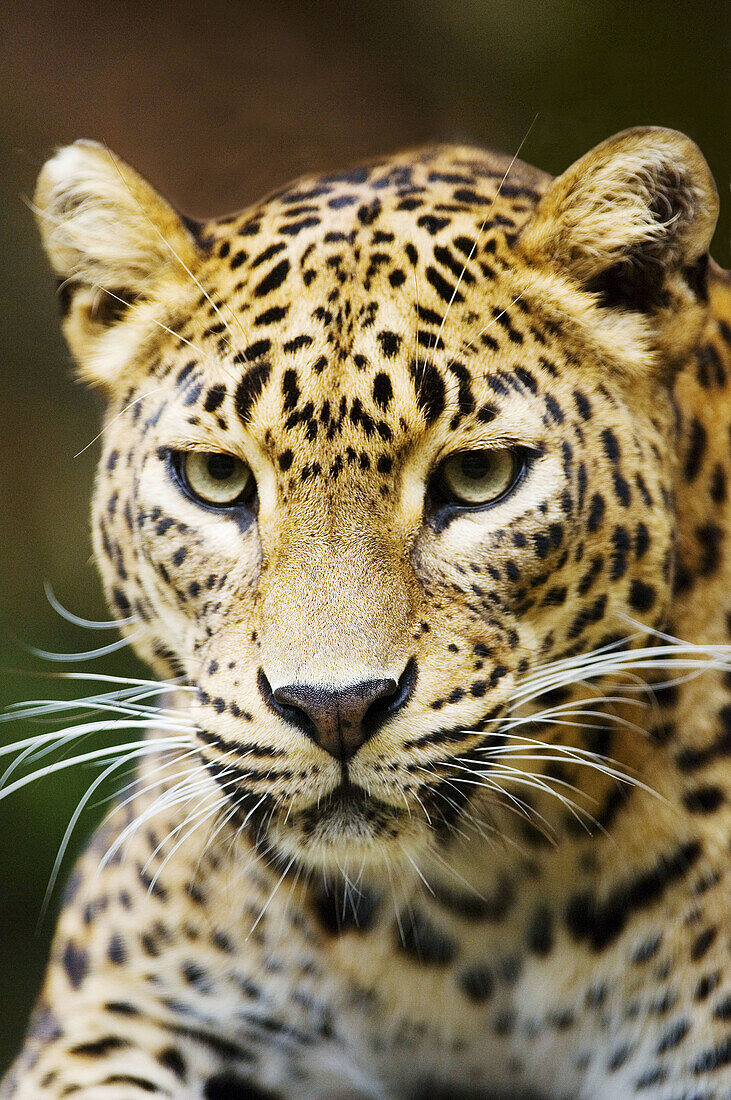 of a female Sri-Lanka leopard captive (Panthera pardus kotiya), Vulnerable specie
