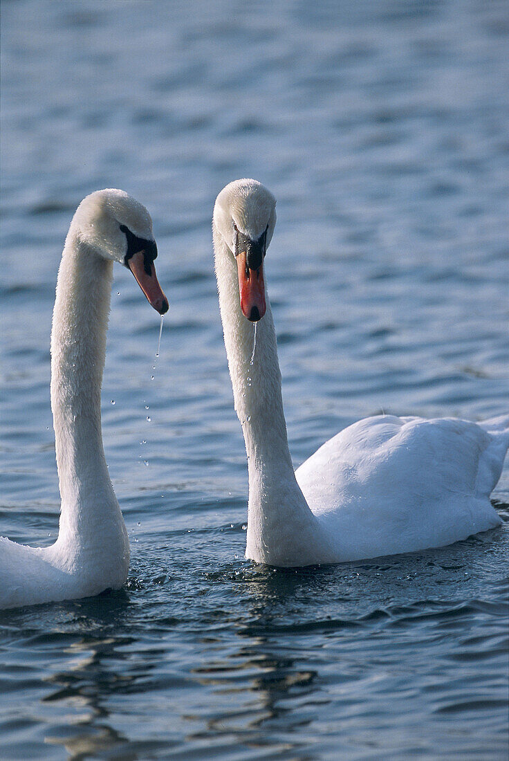 Mute swan pair (Cygnus olor), France