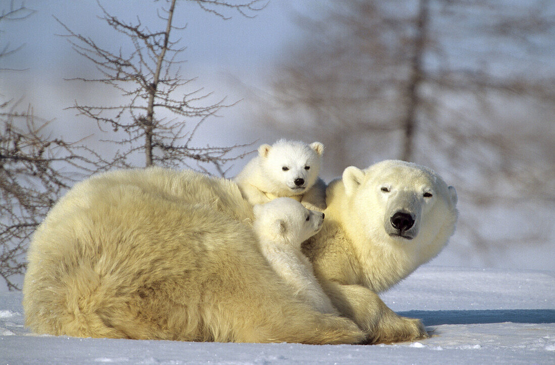Polar bear mother (Ursus maritimus) with two 3 months old cubs, Wapusk National Park, Manitoba, Canada