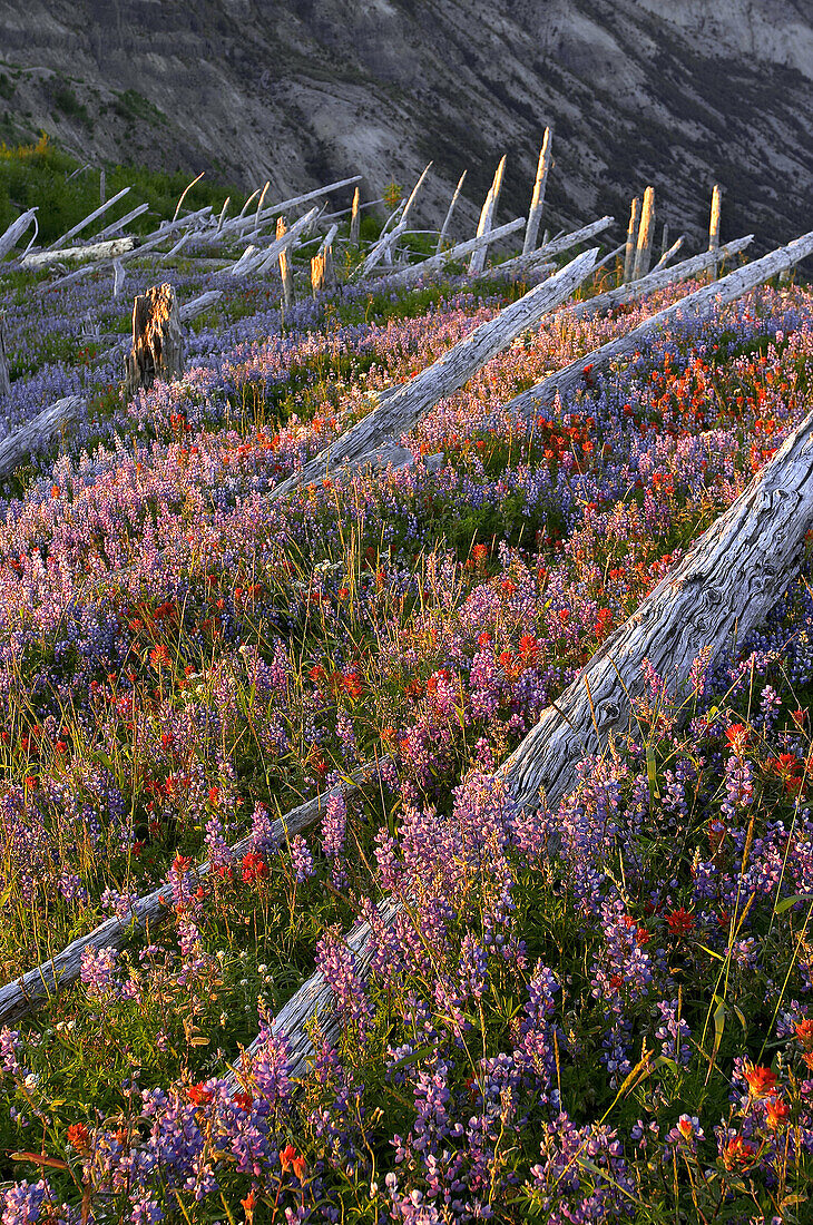 Wildflower field, and fallen trees on Mount Saint Helens