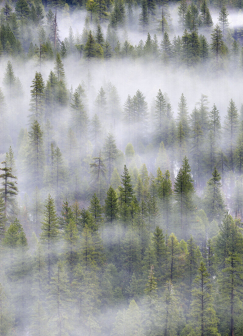 Trees in mist, Yosemite