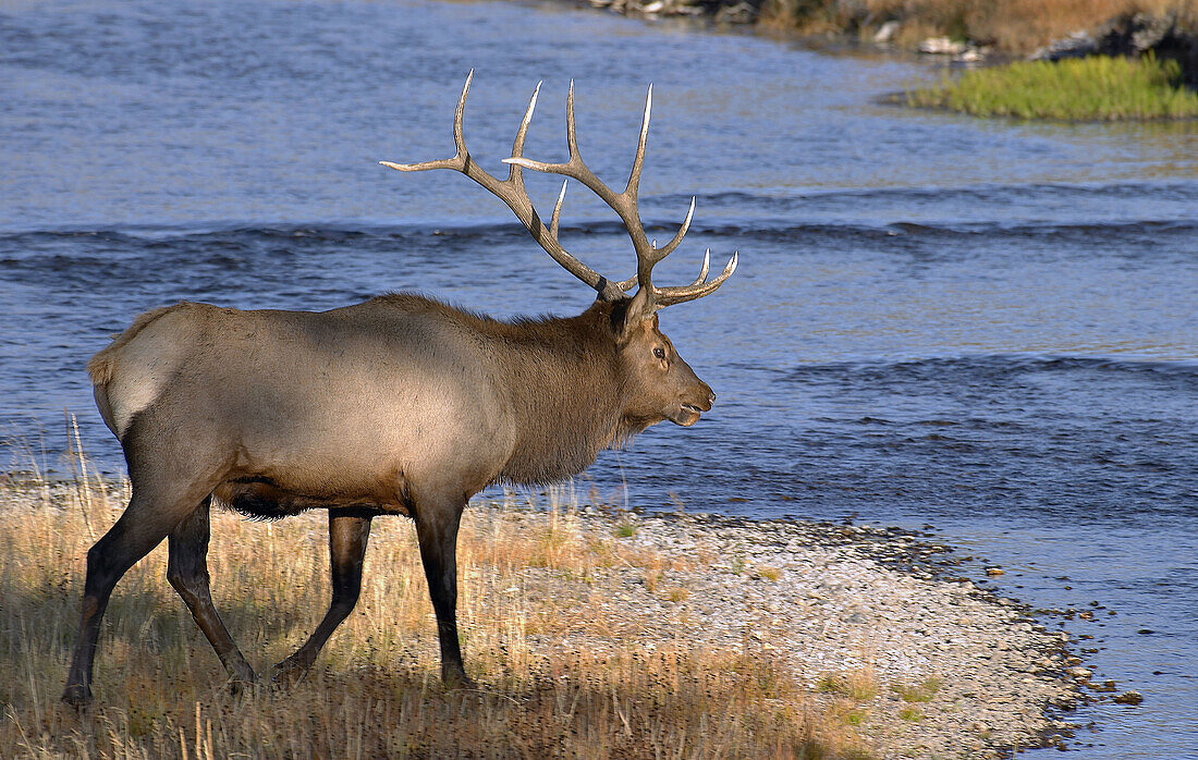 Bull elk crossing the Fire Hole River in Yellowstone.