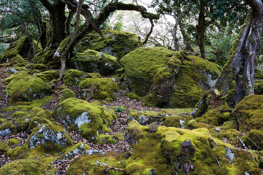 Native forest with trees covered in moss, Killarney National Park, County Kerry, Ireland, Europe