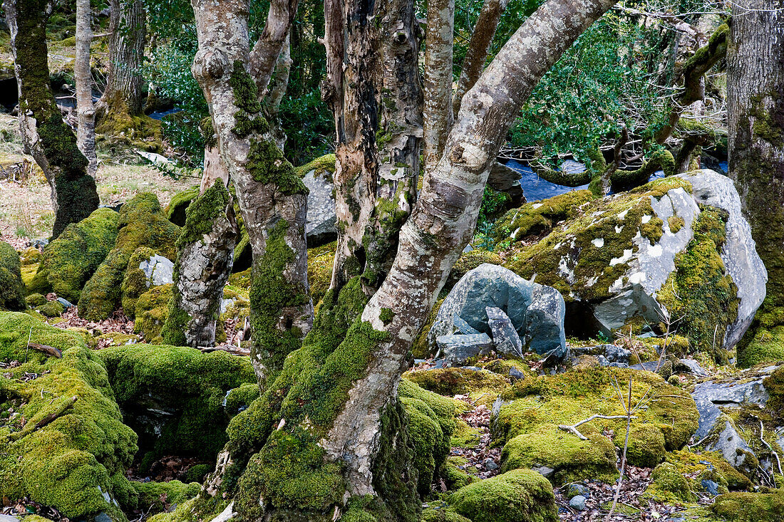 Wald mit Moss bewachsene Bäume, Killarney Nationalpark, County Kerry, Irland, Europa