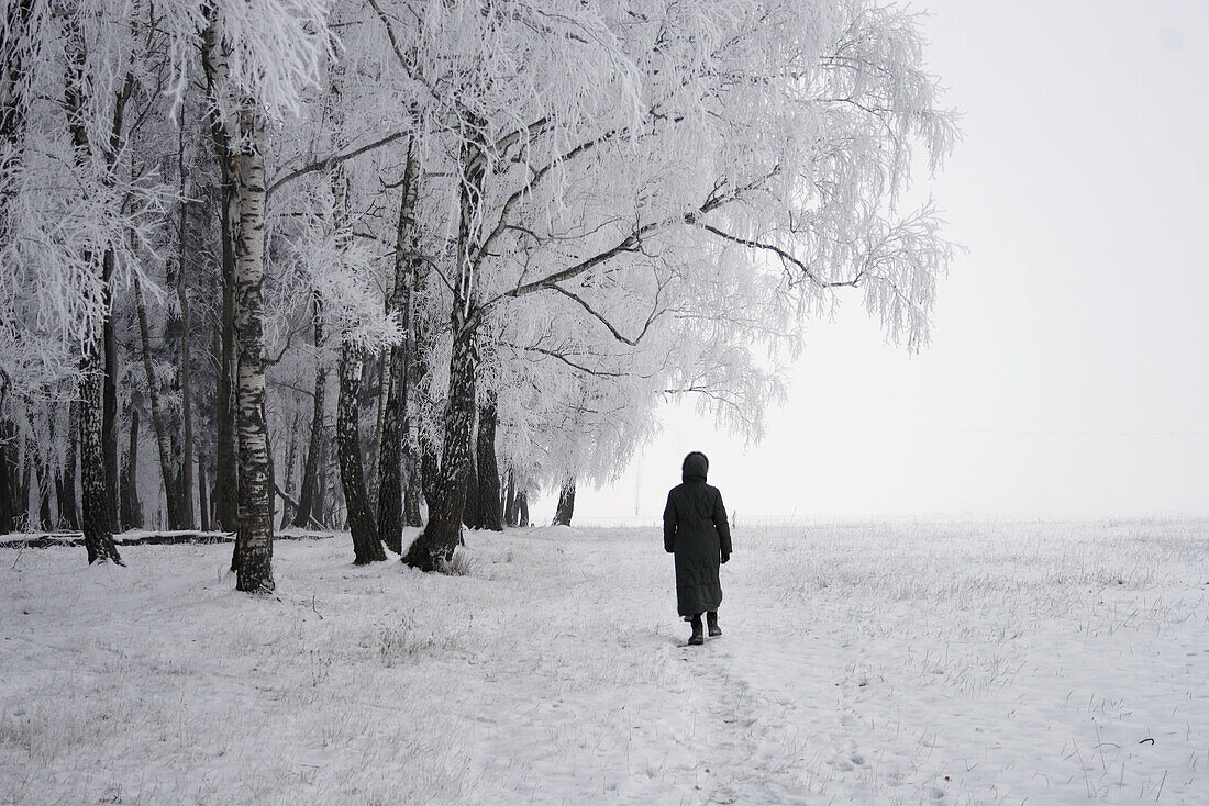 Trees under snow, Snegiri, Moscow region, Russia