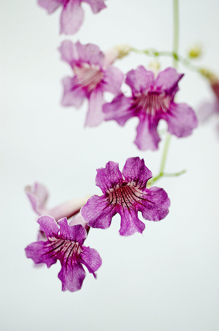 Pink Trumpet Vine (Podranea ricasoliana), fam. Bignoniaceae