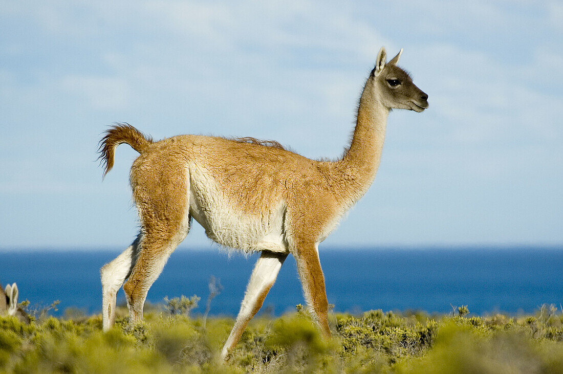 Guanaco (Lama guanicoe) patagonia argentina.