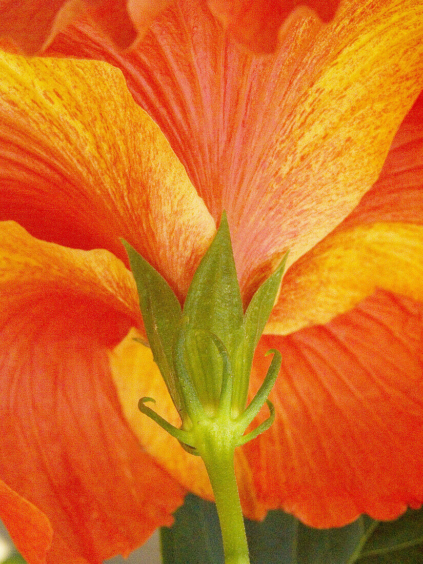 Back of Hibiscus.