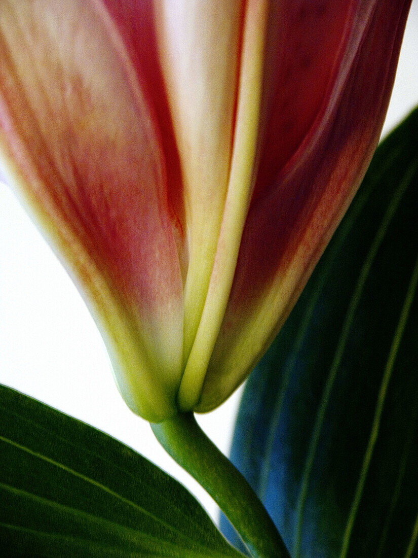 Close up of Stargazer Lily.