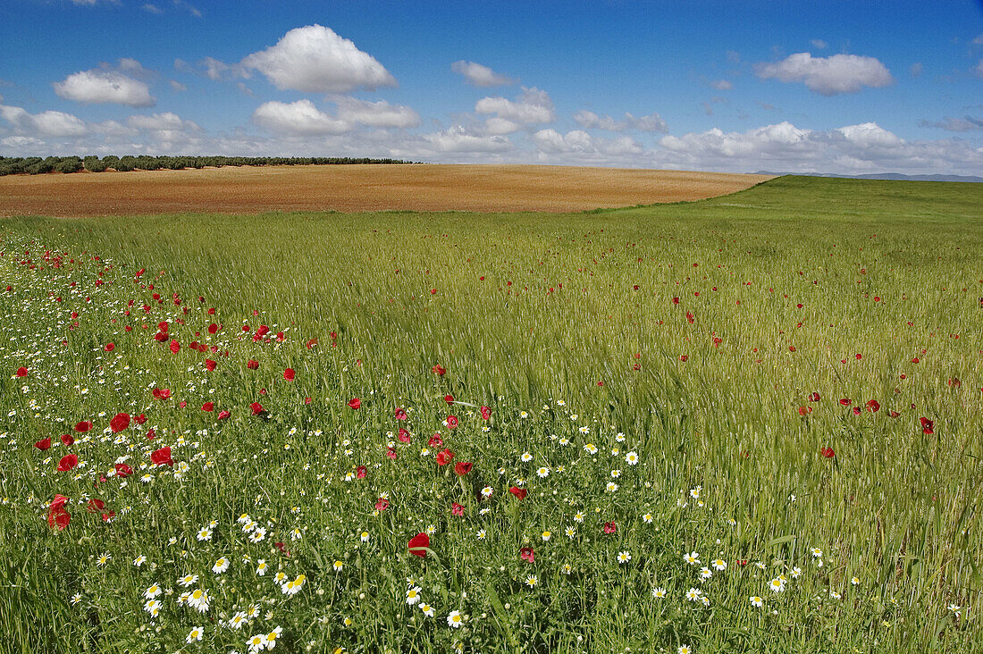 Field with daisies and poppies by Fuente de Piedra lagoon. Málaga province, Costa del Sol. Andalusia, Spain