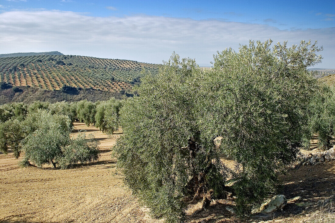Olive trees near Antequera. Málaga province, Spain