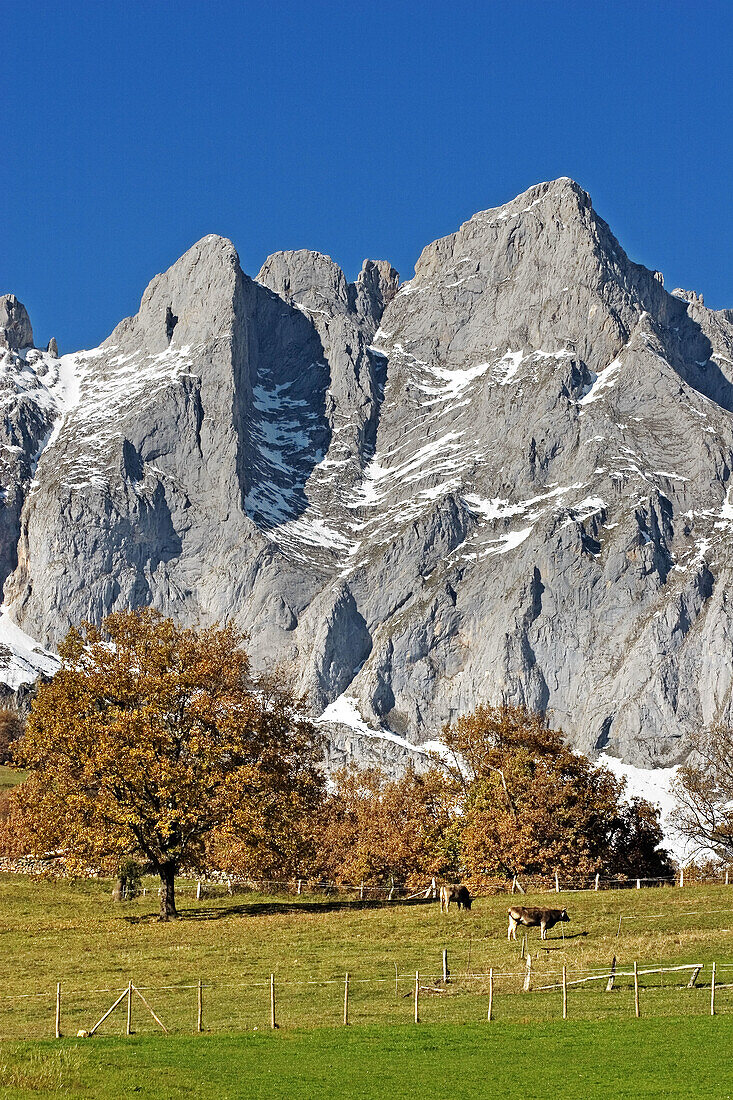 Field with cows. Picos de Europa. Liébana. Cantabria. Spain.