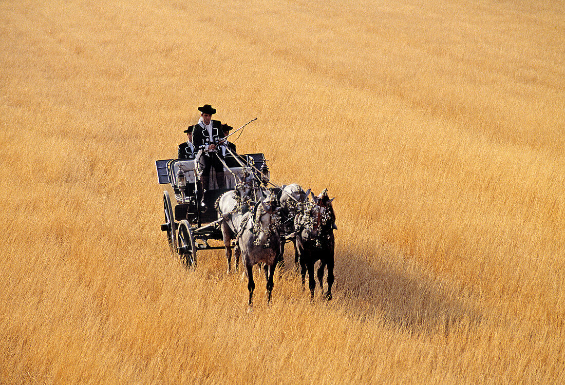 Carriage in a wheat field. Andalucia. Spain.