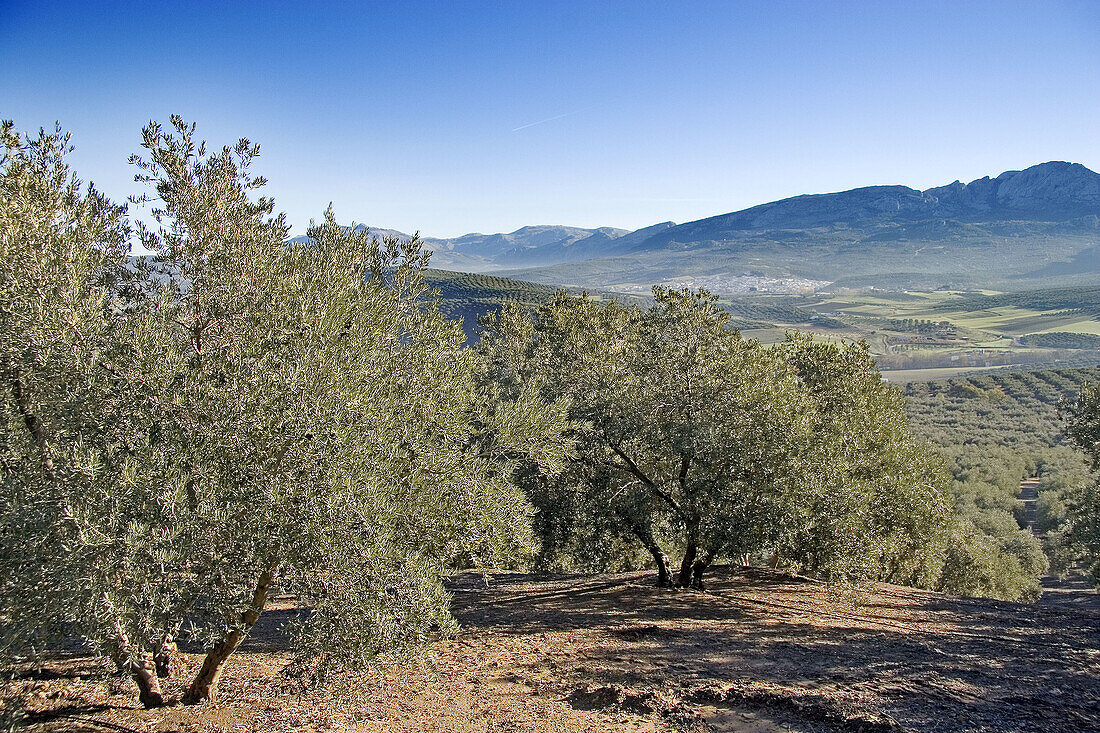 Olive trees near Antequera. Málaga province, Spain