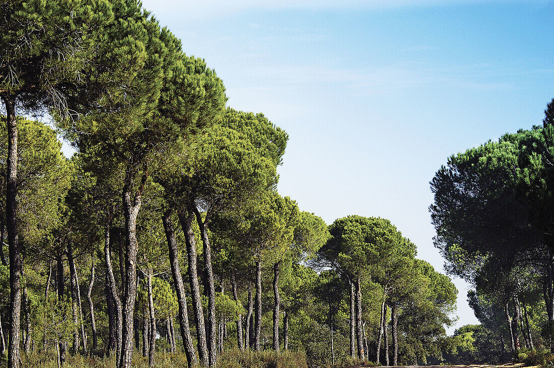 Pinewoods. Doñana National Park. Huelva province, Spain