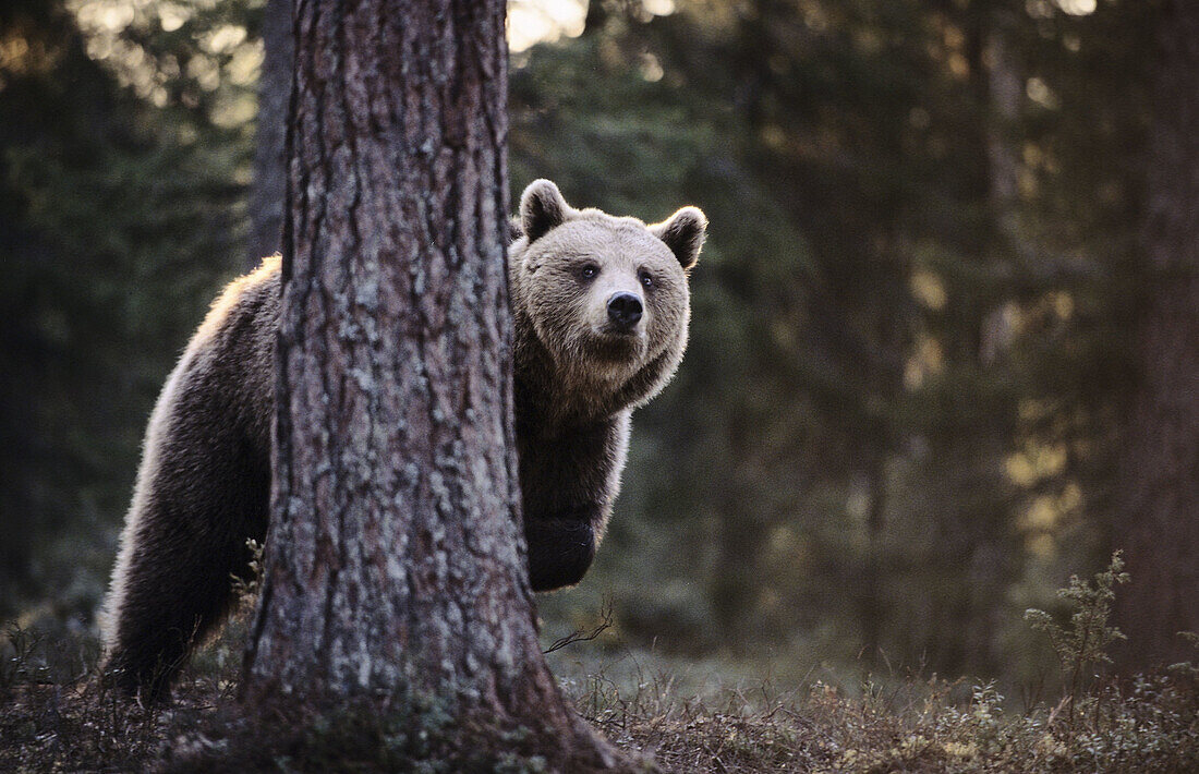 Brown Bear (Ursus arctos) in taiga forest. Karelia near the Russian border, Finland