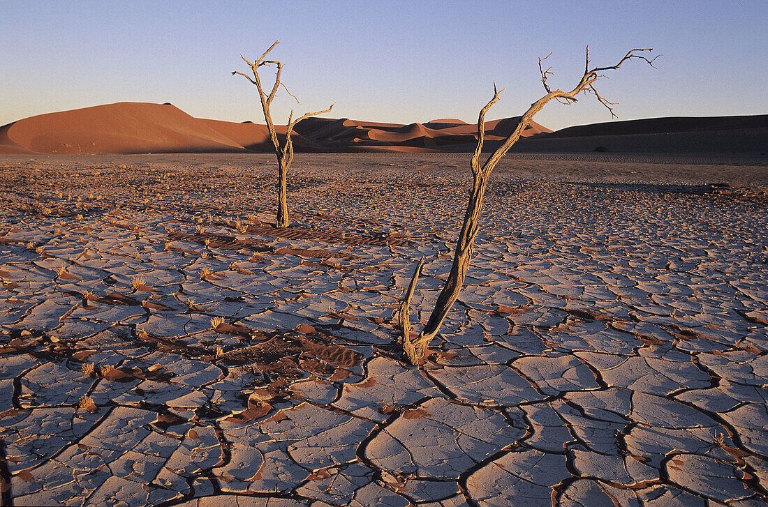 Dead trees in Sossusvlei dunes, Namib desert. Namibia