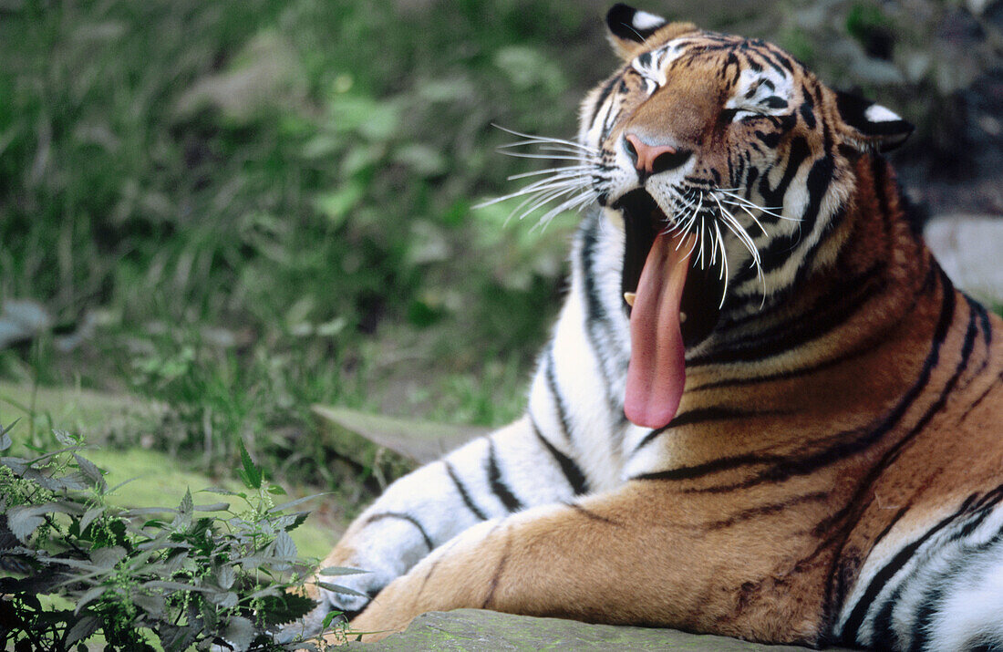 Chinese tiger (Panthera tigris) yawning. Summer. Zoo of Nuremberg. Germany.