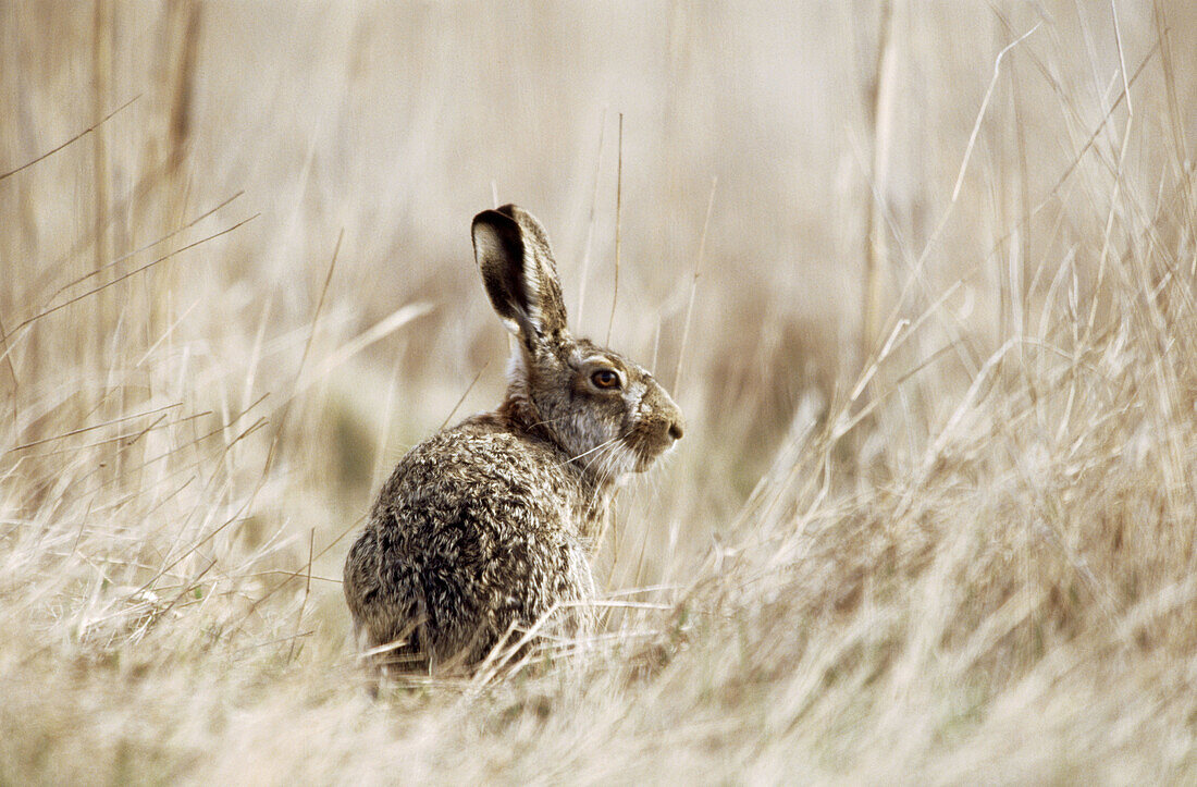 Hare (Lepus capensis europaeus) sitting in dry grass. Spring. National Park of the Lake of Neusiedel. Austria.