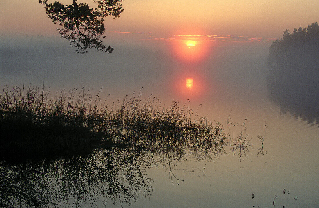 Midsummernight sun on the horizon at midnight. Lake and forest in fog. Near Suomussalmi. Finland.