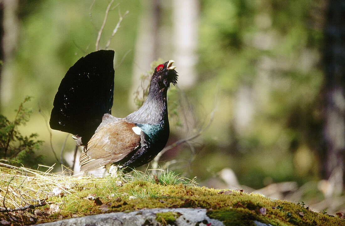 Capercaillie (Tetrao urogallus). Displaying in pine forest, Near Oulo. Finland.