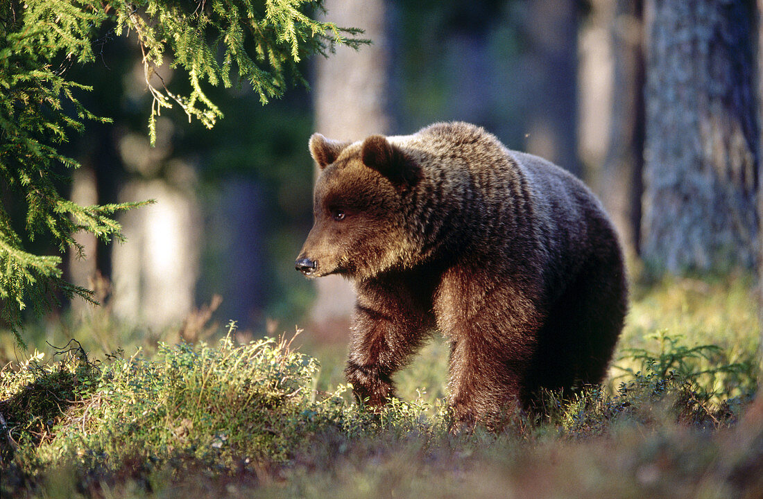 Brown bear (Ursus arctos). Spring. Midsummernight standing in the pine forest of Carelia near the Russian border. Finland.