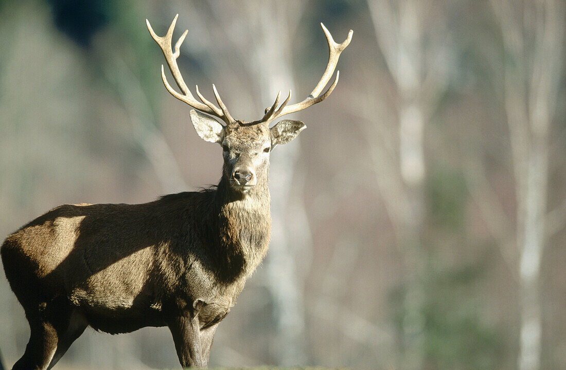 Red deer (Cervus elaphus), stag. National Park Sumava. Czech Republic.