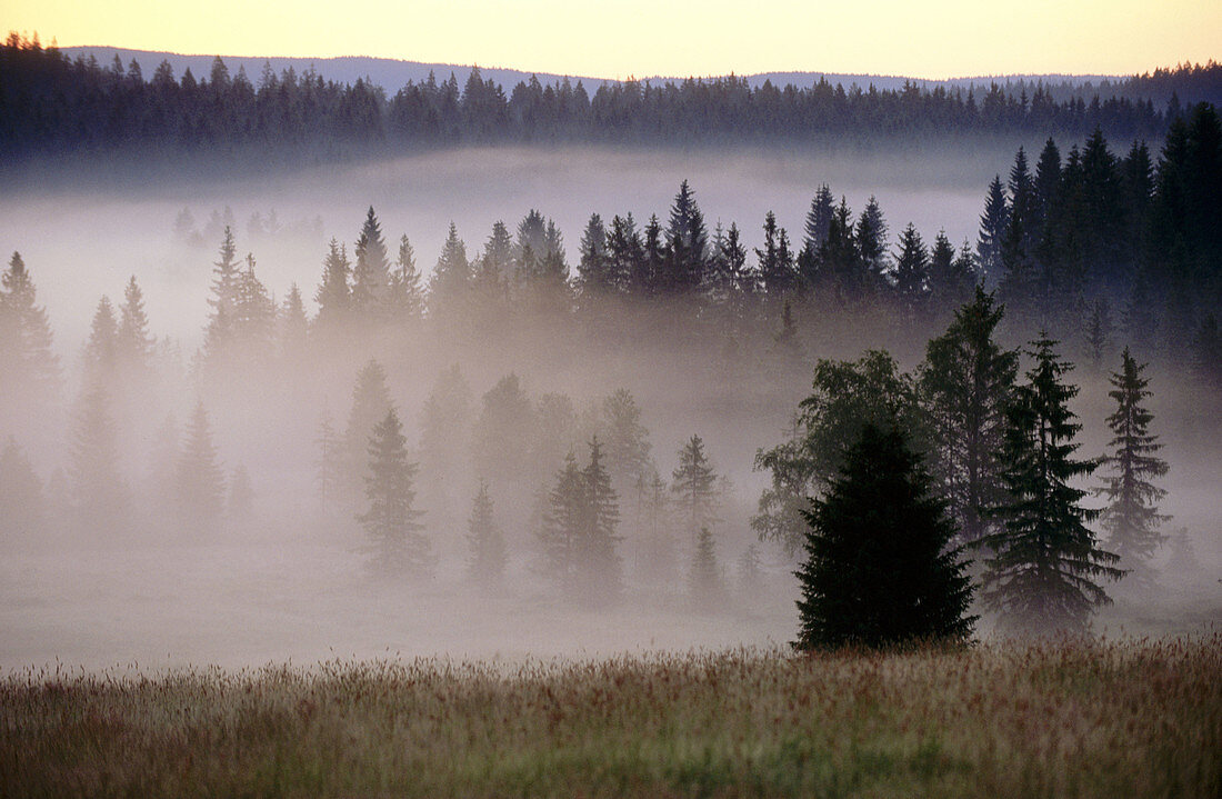 Pine forest, morning fog, sunrise. Raised bog. High moor. Knizeci Plane. Strictly protected area. National Park Sumava. Czech Republic.