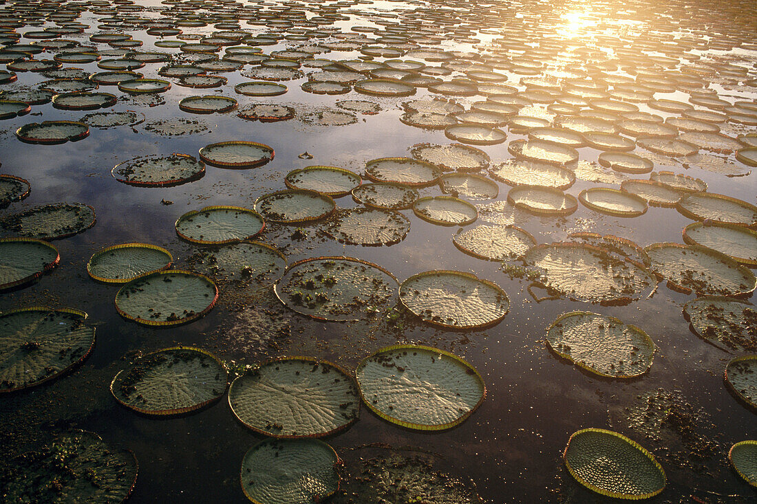 Victoria water lily (Victoria regia). Leaves in a water pond. Pantanal near Port Joffre. Mato Grosso do Sul. Brazil.