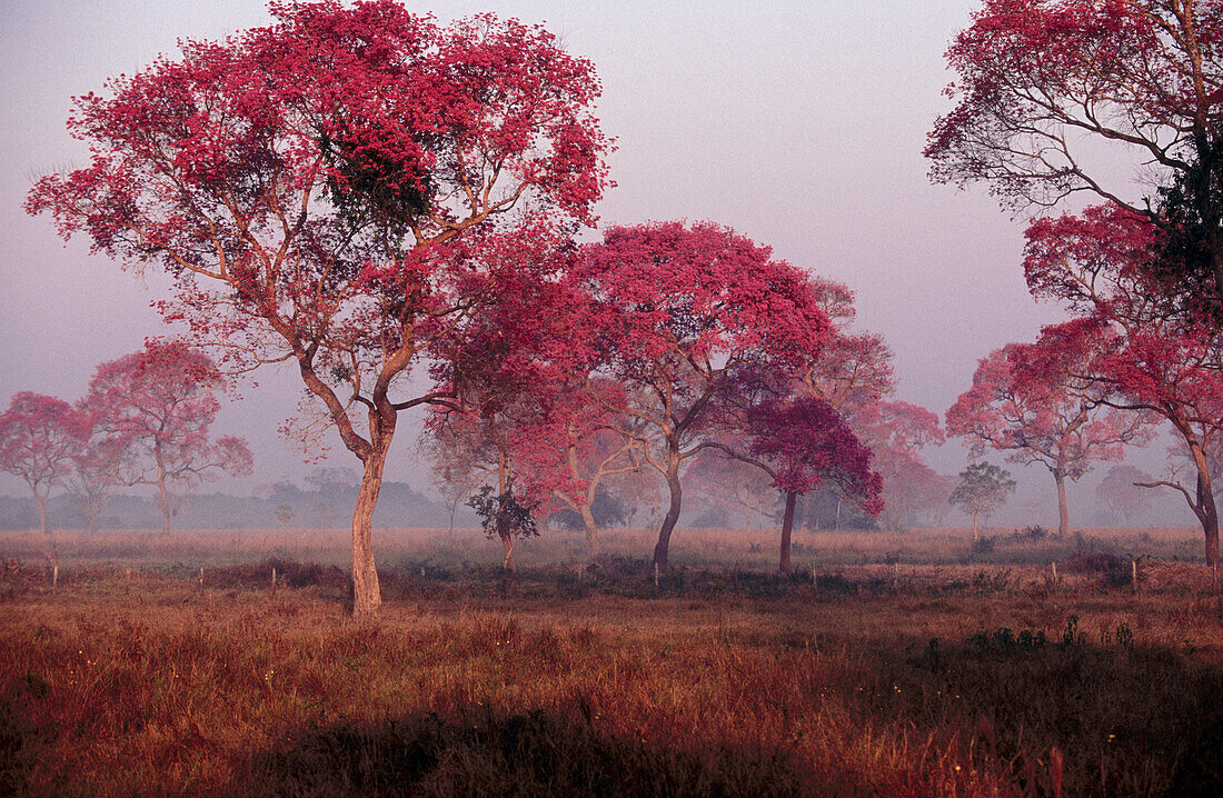 Rose trumpet trees in flower. Dry pasture with trees. Type of landscape like Savannah or park. Pantanal near Pocone. Mato Grosso. Brazil.