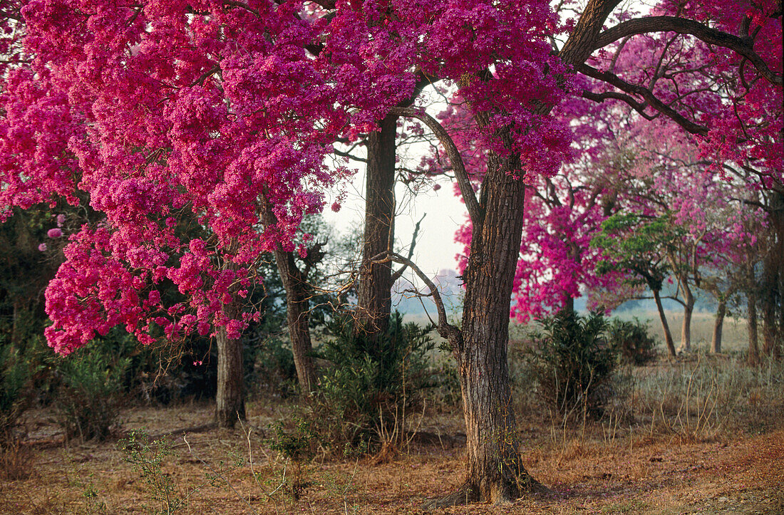 Pink trumpet trees in flower. Dry pasture with trees. Type of landscape like Savannah or park. Pantanal near Pocone. Mato Grosso. Brazil.