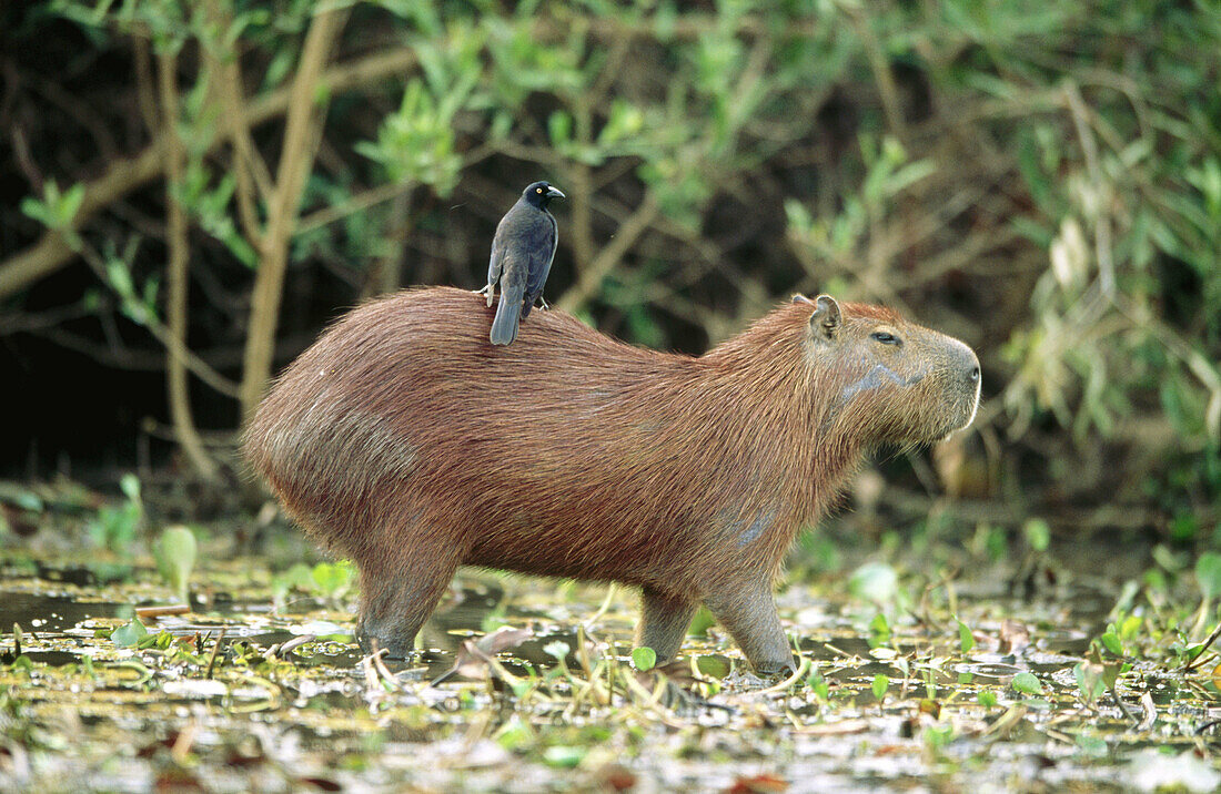 Capybara (Hydrochaeris hydrochaeris). River bank, Riverine Forest. Pixaim river.  Pantanal near Poconé. Mato Grosso. Brazil.