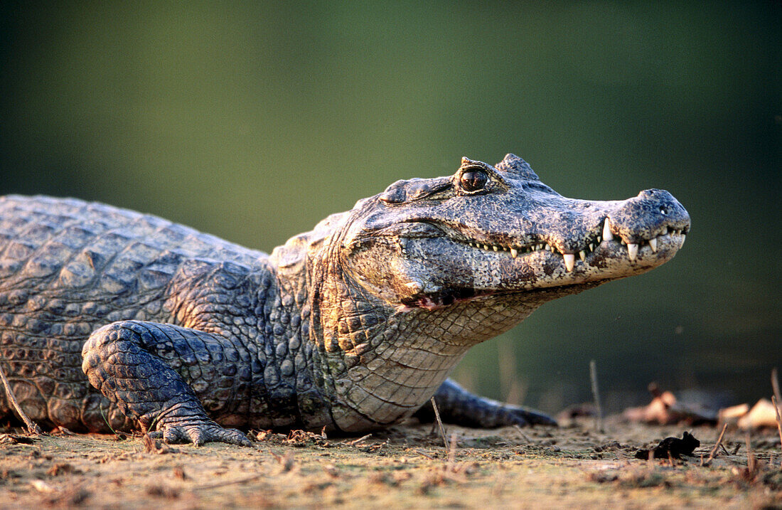 Caiman (Caiman crocodilus) sunbathing on the bank of a water pond. Near Pocone. Pantanal. Mato Grosso. Brazil.