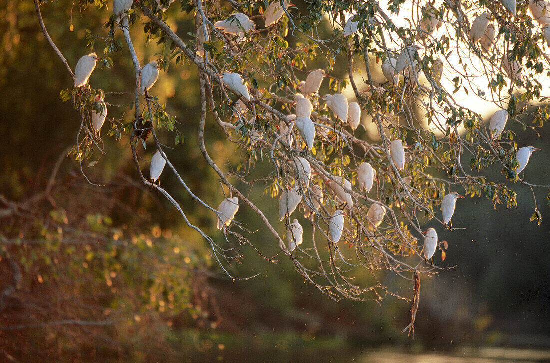 Flock of cattle egret (Bubulcus ibis). Sitting on a tree, roosting aggregation Riverine foret. Cuiaba river near Porto Joffre, Pantanal. Mato Grosso. Brazil.