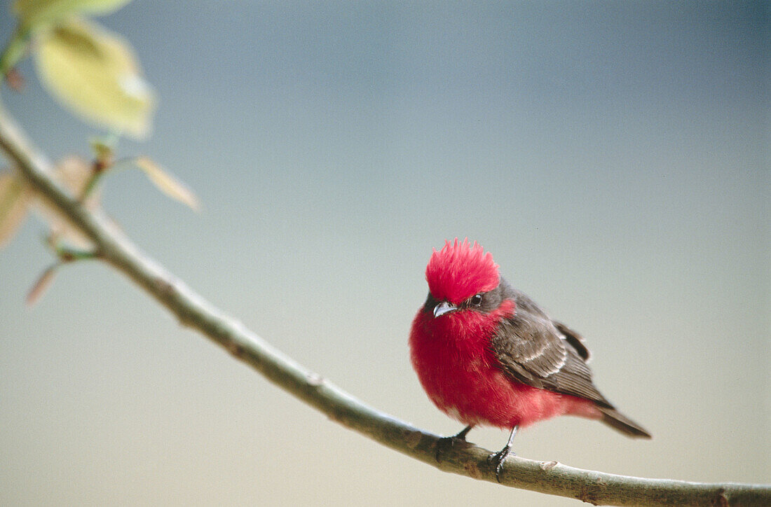 Vermilion flycatcher (Pyrocephalus rubinus) perching on a branch. Pantanal near Porto Joffre. Mato Grosso. Brazil.