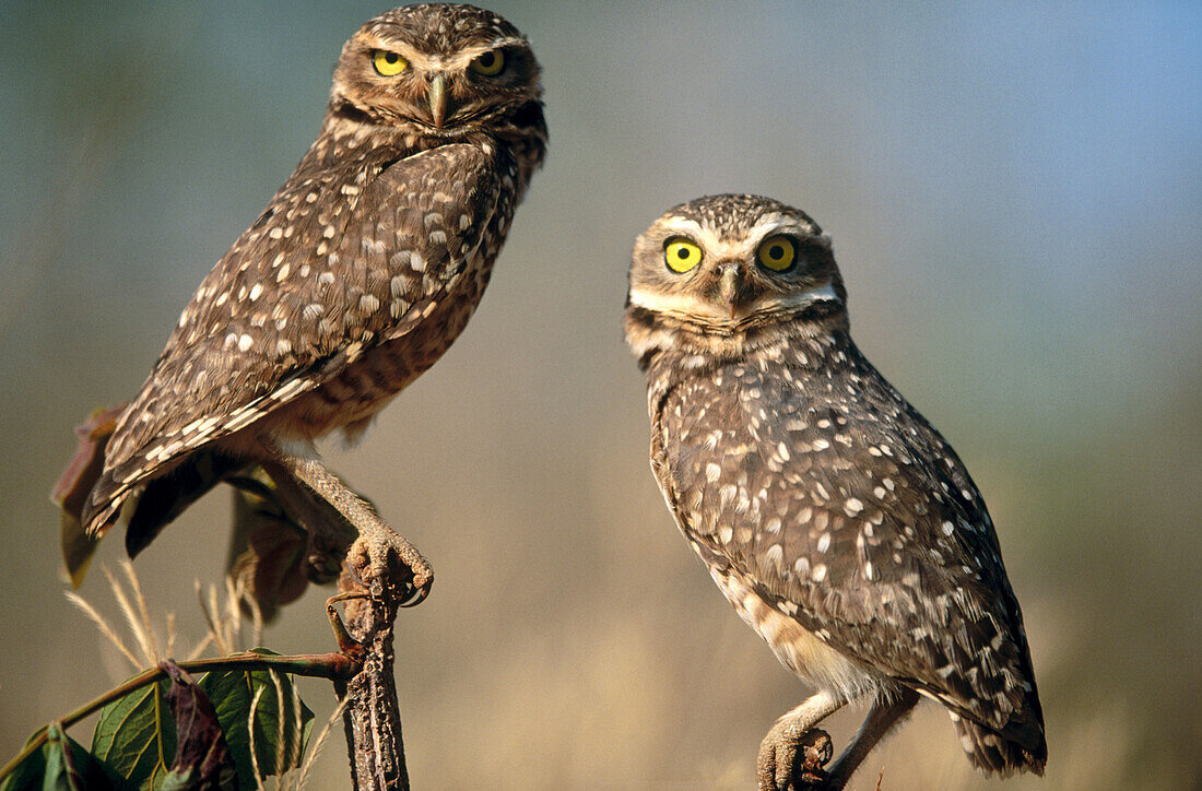 Burrowing owl (Athene cunilaria) couple sitting on a perch. Chapada dos Guimaraes. Mato Grosso. Brazil.