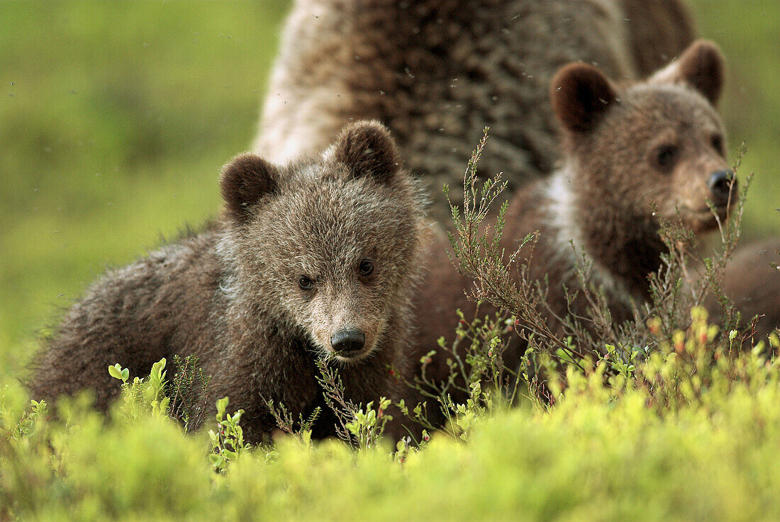 Brown Bear (Ursos arctos), female with cubs, pine forest, Carelia, Finland.