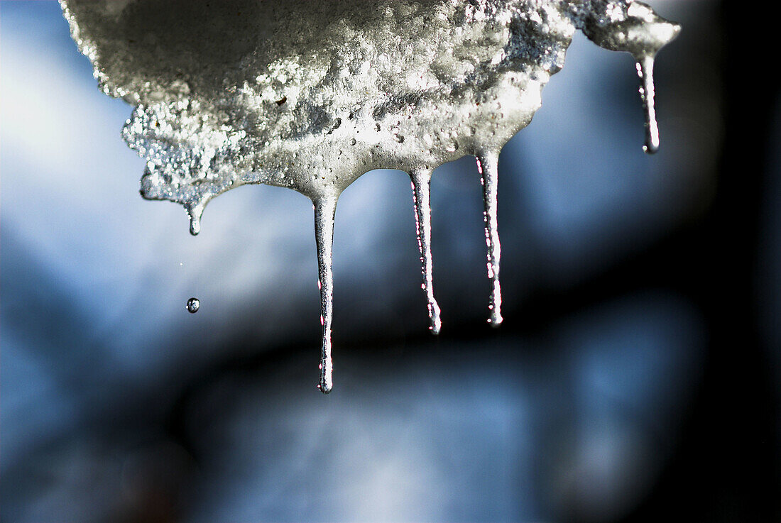 Melting icicles, end of winter, National Park Bayerischer Wald, Bavarian Forest, Germany