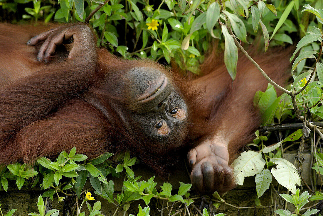 Orang-Utan (Pongo pygmaeus), lying on the ground, Borneo, Kalimantan, Indonesia